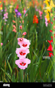 Image result for Gladiolus melleri