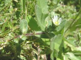 Image result for Cerastium glomeratum