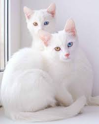 koshki bliznyashki s raznymi glazami vlyubili v sebya polzovatelej seti chudesa pretty cats beautiful cats cats