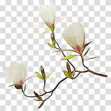 Magnolia Flower Plant Stem Twig Bud Plants Flowering Plant Branch Botany Transparent Background Png Clipart Hiclipart 2,000+ vectors, stock photos & psd files. magnolia flower plant stem twig bud