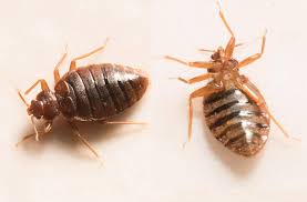 They are parasitic and feed off the blood (usually a. How To Get Rid Of Bed Bugs And How To Treat Bites