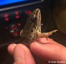 Image result for Leptochloa obtusiflora