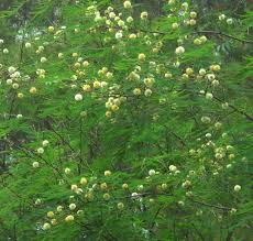 Image result for Acacia fleckii