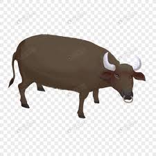 Internet buat penyedia bermacam berita yang melimpah pasti harus kita gunakan. Lembu Jantan Hitam Gambar Unduh Gratis Imej 400492212 Format Png My Lovepik Com