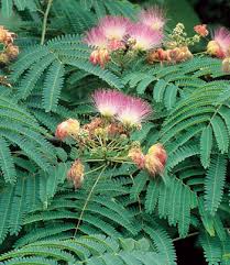 Image result for Albizia