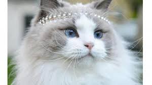 Kami juga punya banyak game lain yang mirip princess aurora! Kucing Tercantik Princess Aurora