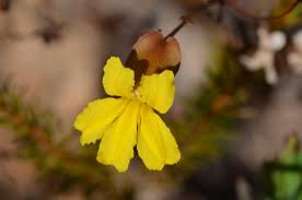 Image result for Goodeniaceae