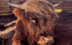 Highland Cow "Coo" on Canvas / A Pet + Paint