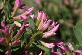 Daphne are not thirsty plants but will appreciate being kept damp whilst they settle in after planting. Daphne Domini Wild Flower Stock Photo Image Of Wild Flowers 163568128