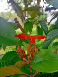 Image result for Marsdenia angolensis