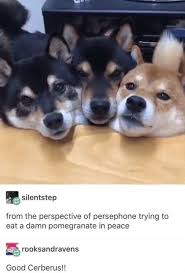 Who S A Good Boy Funny Animals Tumblr Funny Funny Cute