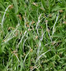 Image result for Cenchrus clandestinus