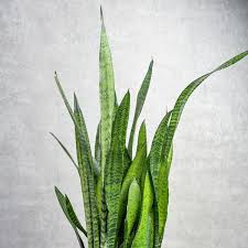 Image result for Sansevieria pedicellata