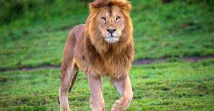 Report a problem with an order. Lion Kills 1 Worker After Escaping North Carolina Enclosure Time