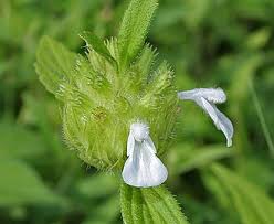 Image result for Lamiaceae