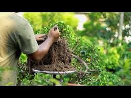 Due to the fixed care and upkeep performed to as bonsai trees are special and complex, one needs to develop a long term relationship with it and spend enough time and effort with the tree. Bonsai Tutorials For Beginners How To Reporting Pruning Ficus Long Island Bonsai Trees Youtube Bonsai Tree Care Bonsai Tree Bonsai Care