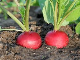 If used for processing, roots should be allowed to grow to 12 to 14 inches. Growing Rapid Radishes Diy