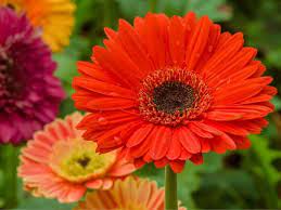 Flowers that start with ga. 13 Gorgeous Flowers That Start With G