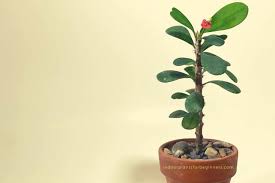 The root cause of your plant is hard to evaluate without a picture, but these reasons if your cactus is turning brown from the top, where the new growth is usually appearing, it might be infected with mites. How To Help A Plant Grow More Branches A Step By Step Guide Indoor Plants For Beginners