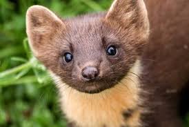 Image result for Eulalia polyneura