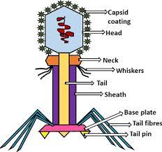What Is Bacteriophage Definition Characteristics Structure And Life Cycle Biology Reader