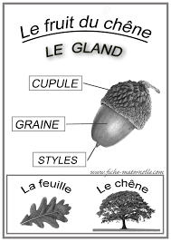 Le Fruit Du Chene En Maternelle In 2020 Biologie