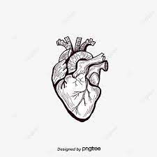 Fig Painted Black Heart Heart Human Body Organ Png Transparent Clipart Image And Psd File For Free Download Black Heart Human Body Black Backgrounds