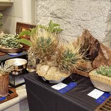 Adenia ballyi, a rare somali species on display at the 2007 intercity show. Plant Sales Cactus And Succulent Society Of America