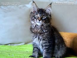Pin Auf Maine Coon Baby Litter C