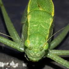 Serving ny residents and businesses since 1972. Buggsies Pest Services Inc Home Facebook