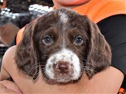 Maybe you would like to learn more about one of these? Pine Shadows English Springer Spaniels
