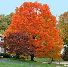 3 Trees For Fall Color Autumn Blaze Maple Is Not The Only Crayon In The Box Square Pennies Autumn Blaze Maple Landscape Design Autumn Trees