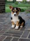 Pembroke Welsh Corgi Dog Breed Information