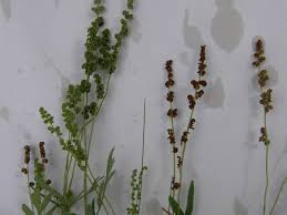 Image result for Mohria lepigera