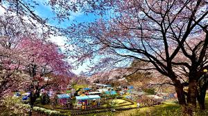 伊香保グリーン牧場の花見・桜情報【2025】｜ウェザーニュース