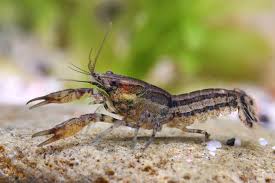 Image result for Macrotyloma rupestre × densiflo