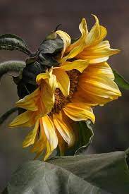Wilted Sunflower Tattoo Idea Beautiful Flowers Sunflower Pretty Flowers