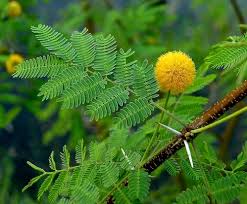 Image result for Acacia kirkii