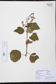 Image result for Triumfetta digitata