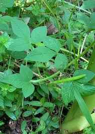 Image result for Cleome rutidosperma