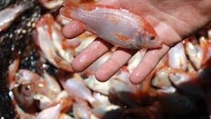Cara Lengkap Budidaya Ikan Nila Kolam Terpal Mantap Ikan Burung