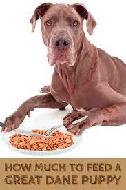 Dry dog food for great dane puppy. How Much To Feed A Great Dane Puppy