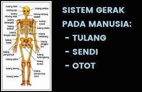 Sistem Gerak Pada Manusia Tulang Sendi Dan Otot Penjelasan Sistem Alat Pergerakan Aktif Dan Pasif Pada Tubuh Manusia Yang Meliputi Rangk Manusia Gerak Tubuh