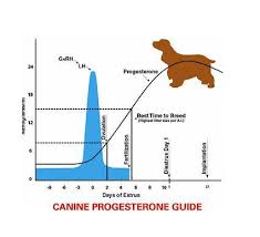 Ovulation usually happens between days 11 and 21 of your cycle. Progesterone Test For Dogs Ireland Park Pets