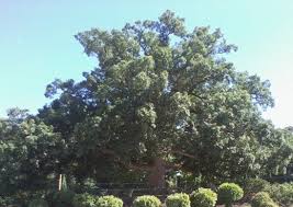 Types Of Oak Trees With Pictures Of Trunk Bark Owlcation