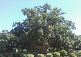 types of oak trees with pictures of trunk bark owlcation