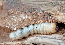 They eat leaves much of the time but will happily swap their salad for caterpillars, even of their own kind, if. Wood Boring Beetles What To Look For Step By Step Insepction Guide