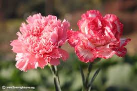 Carnation Flower 43 Carnation Flower Pictures Carnation Flower Flower Pictures