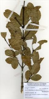 Image result for Cassipourea