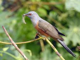 Image for Feathers of Bengal — Birdwatching India from Mangroves to the Eastern Himalayas